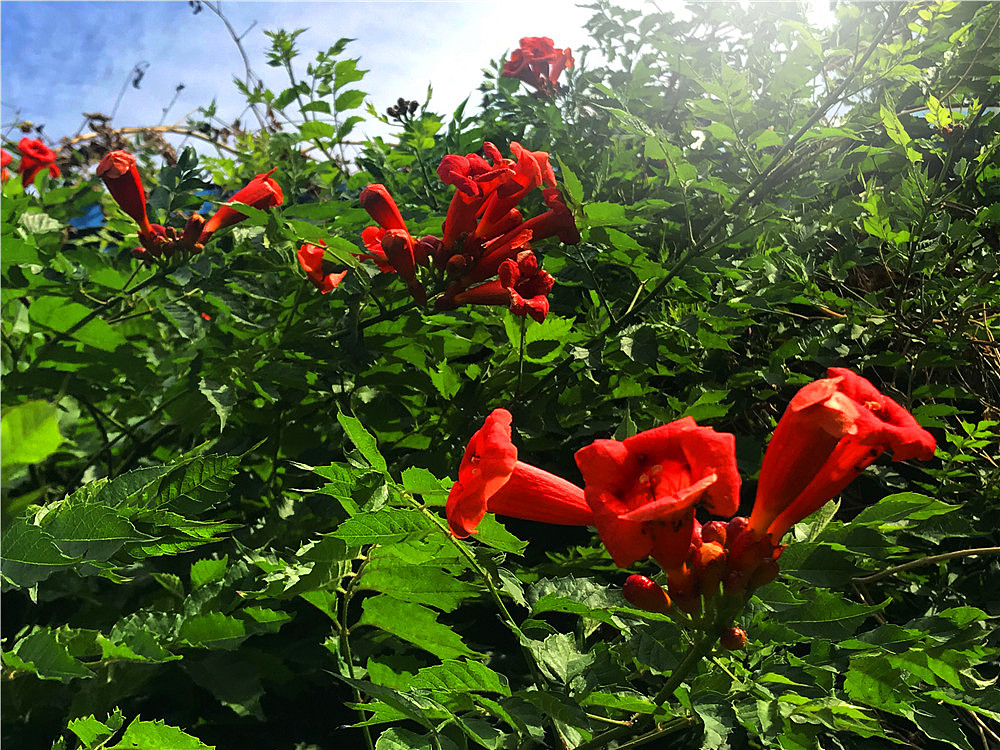 刘勇良手机纪实摄影:盛开的凌霄花