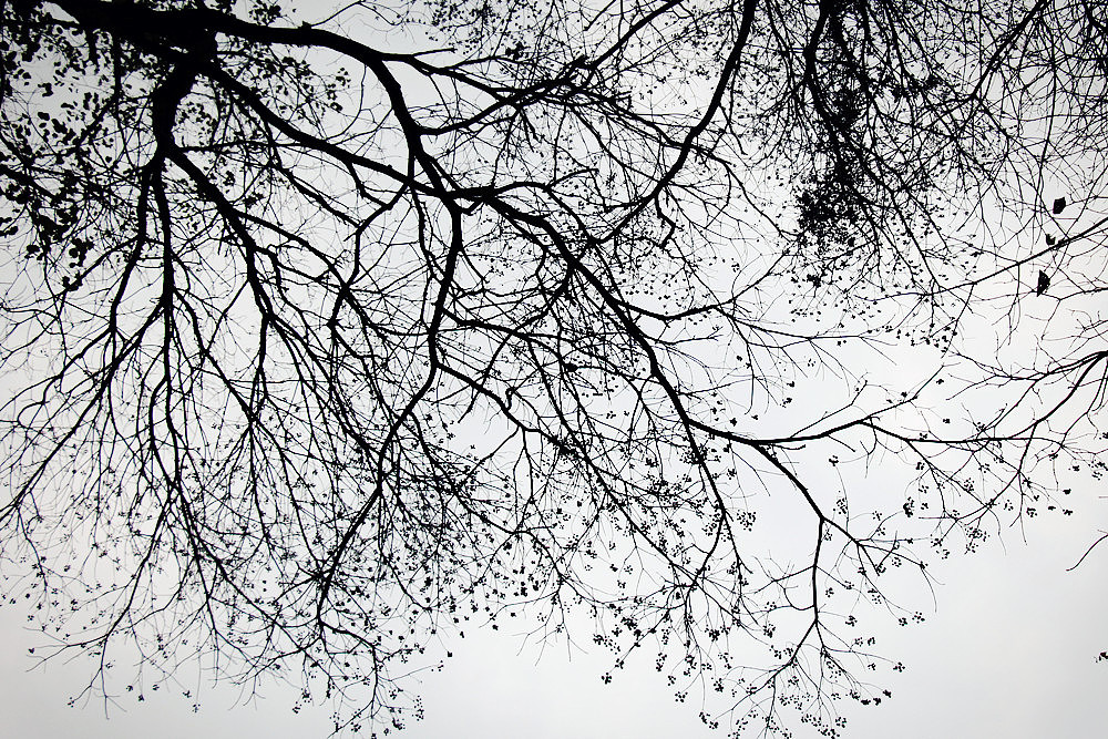 枯树【生命的延生】