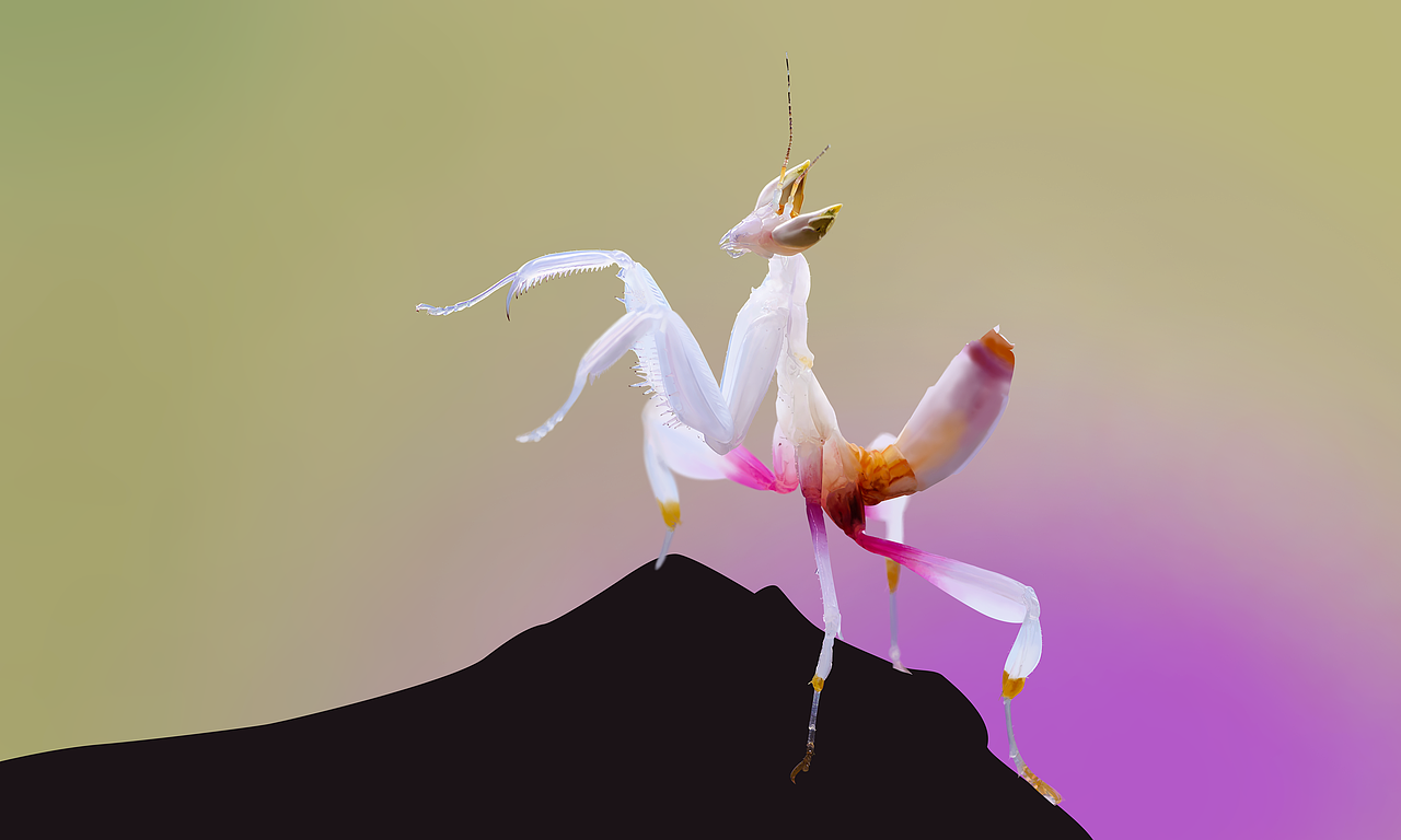兰花螳螂（图ZMTU3NzU0MDg0） - 创作习作 - 站酷设计师芝麻不开花原创素材 - 站酷ZCOOL
