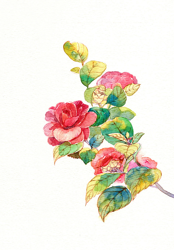 手绘花卉系列——《花草志Ⅰ》（图ZMTY2ODUyNjA=） - 商业插画 - 站酷设计师阿骨AOKI原创素材 - 站酷ZCOOL