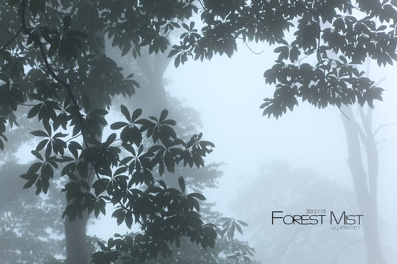 迷雾森林Forest Mist（图ZNDgyMDE5Ng==） - 风光摄影 - 站酷设计师easycdad原创素材 - 站酷ZCOOL