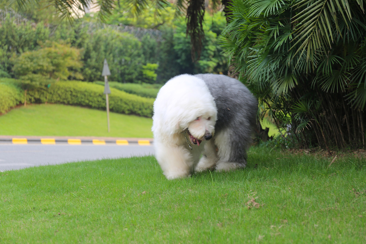 他五岁了（图ZNjUwMjM4NDg=） - 宠物摄影 - 站酷设计师芥末小E原创素材 - 站酷ZCOOL