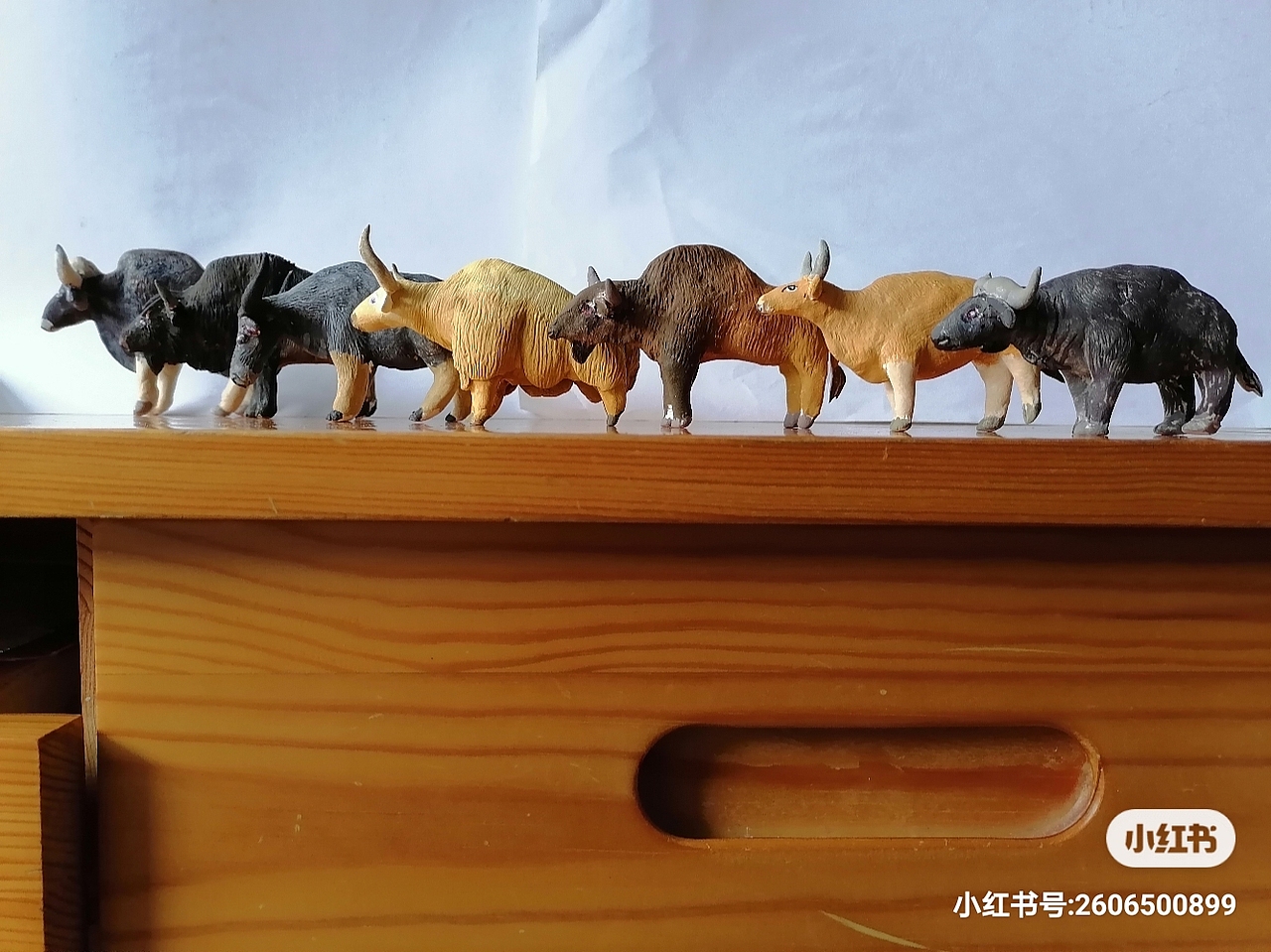 免烧陶泥动物模型