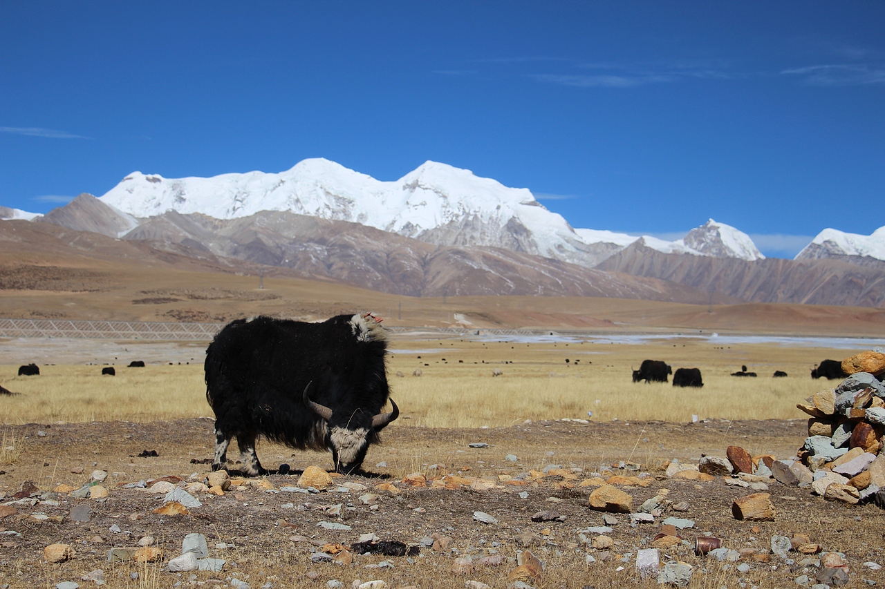 西藏之行（图ZMTUwNjU5MDI0） - 风光摄影 - 站酷设计师走在未知的旅途原创素材 - 站酷ZCOOL