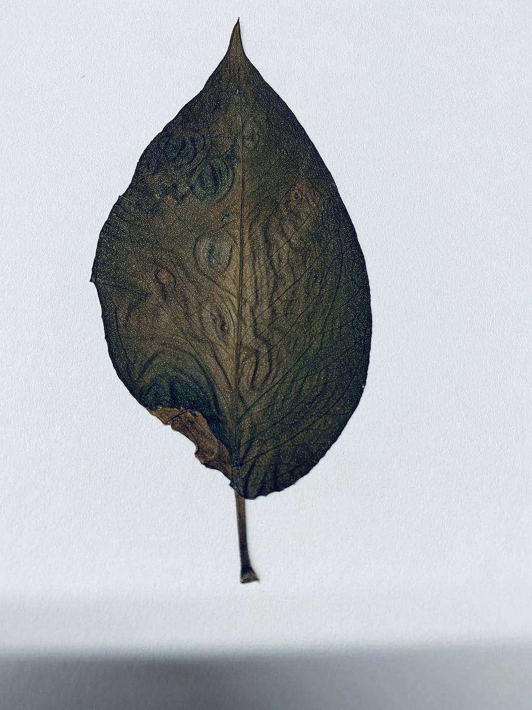 藏在本子里的树叶（图ZMjE0MjIzMDQw） - 产品摄影 - 站酷设计师就是叫津津啊原创素材 - 站酷ZCOOL