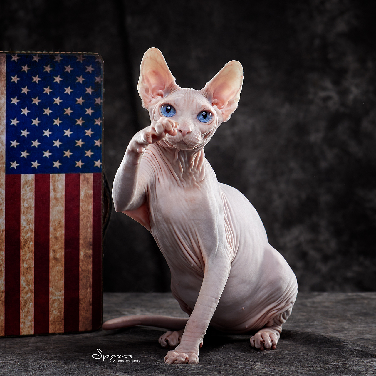 spyzoo斯芬克斯无毛猫sphynx上海赛场拍摄