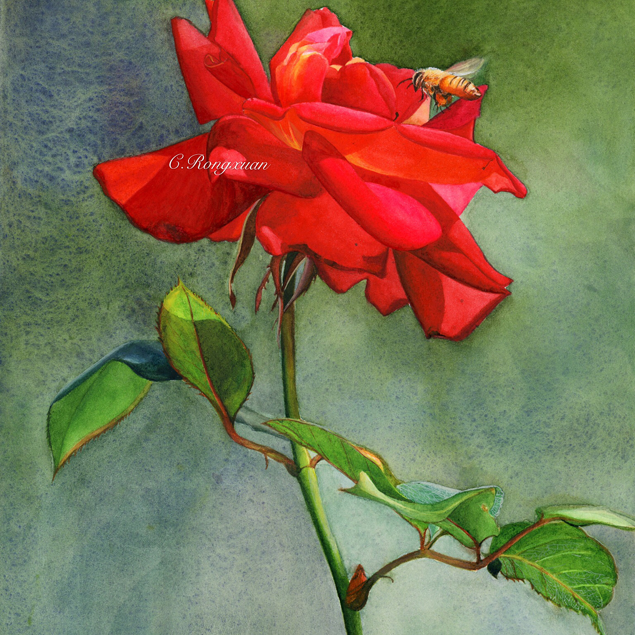 水彩《红玫瑰》
