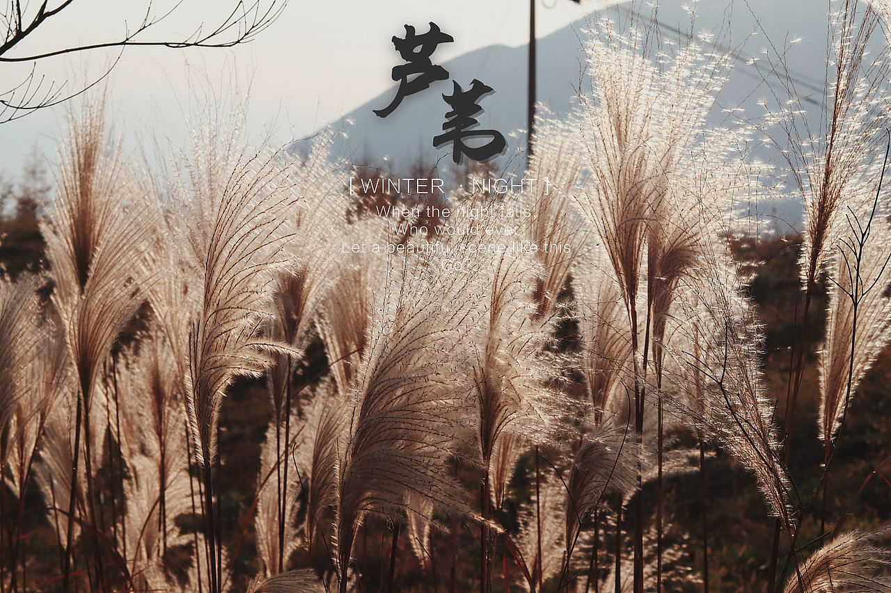 我所有摄影图片