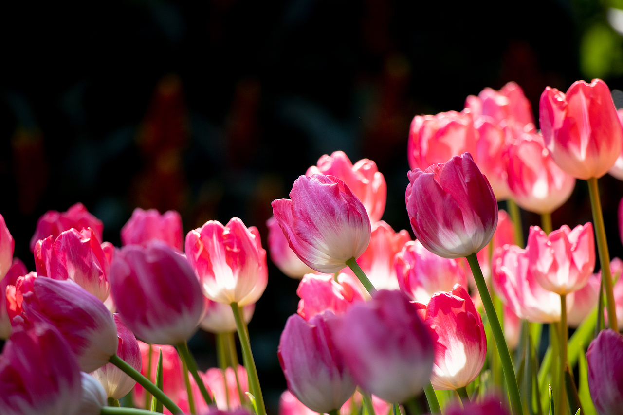 植物（图ZMzMyODQyODQ0） - 风光摄影 - 站酷设计师千柚橘原创素材 - 站酷ZCOOL