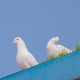 胖小怪的头像