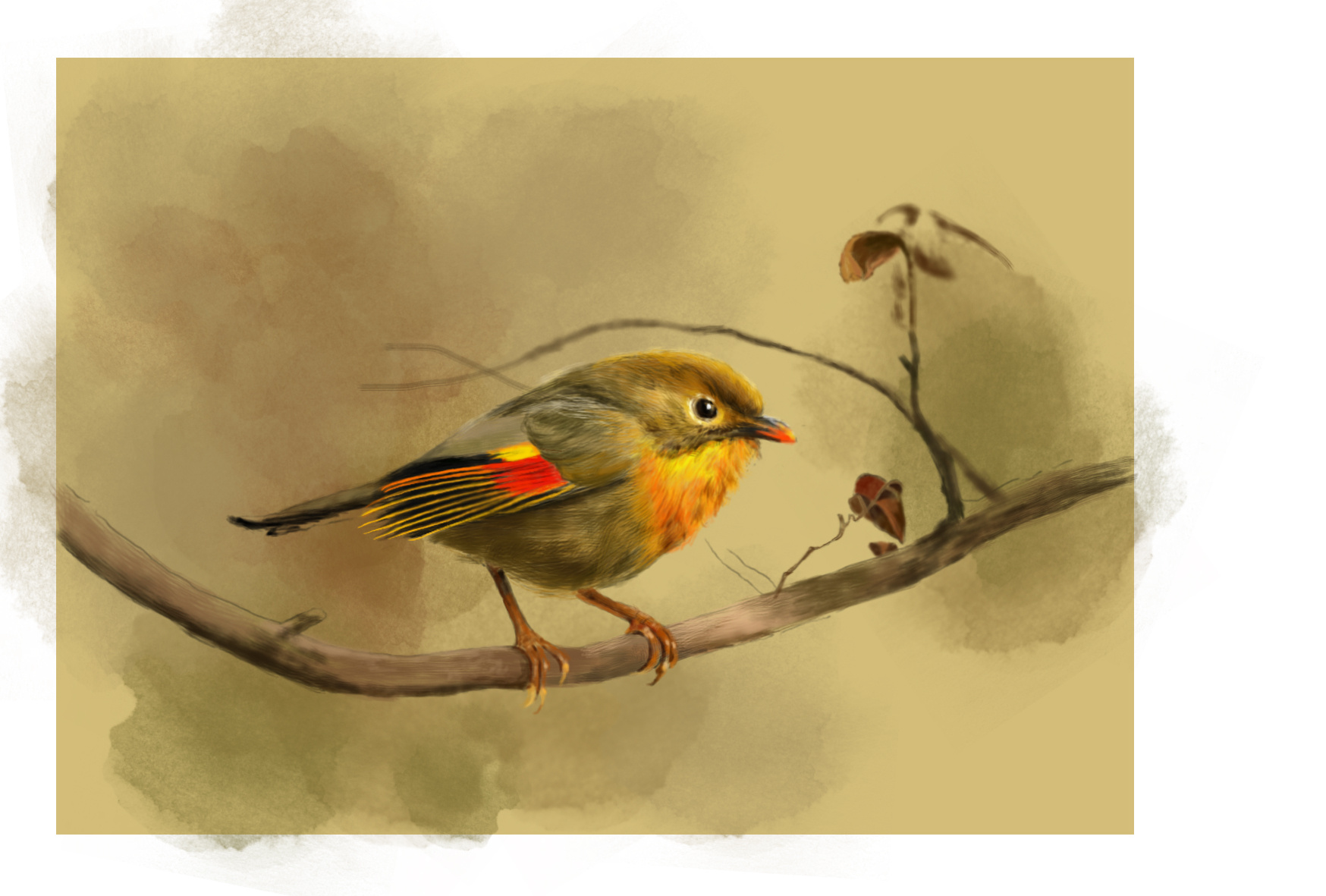 红嘴相思鸟绘画全程解析