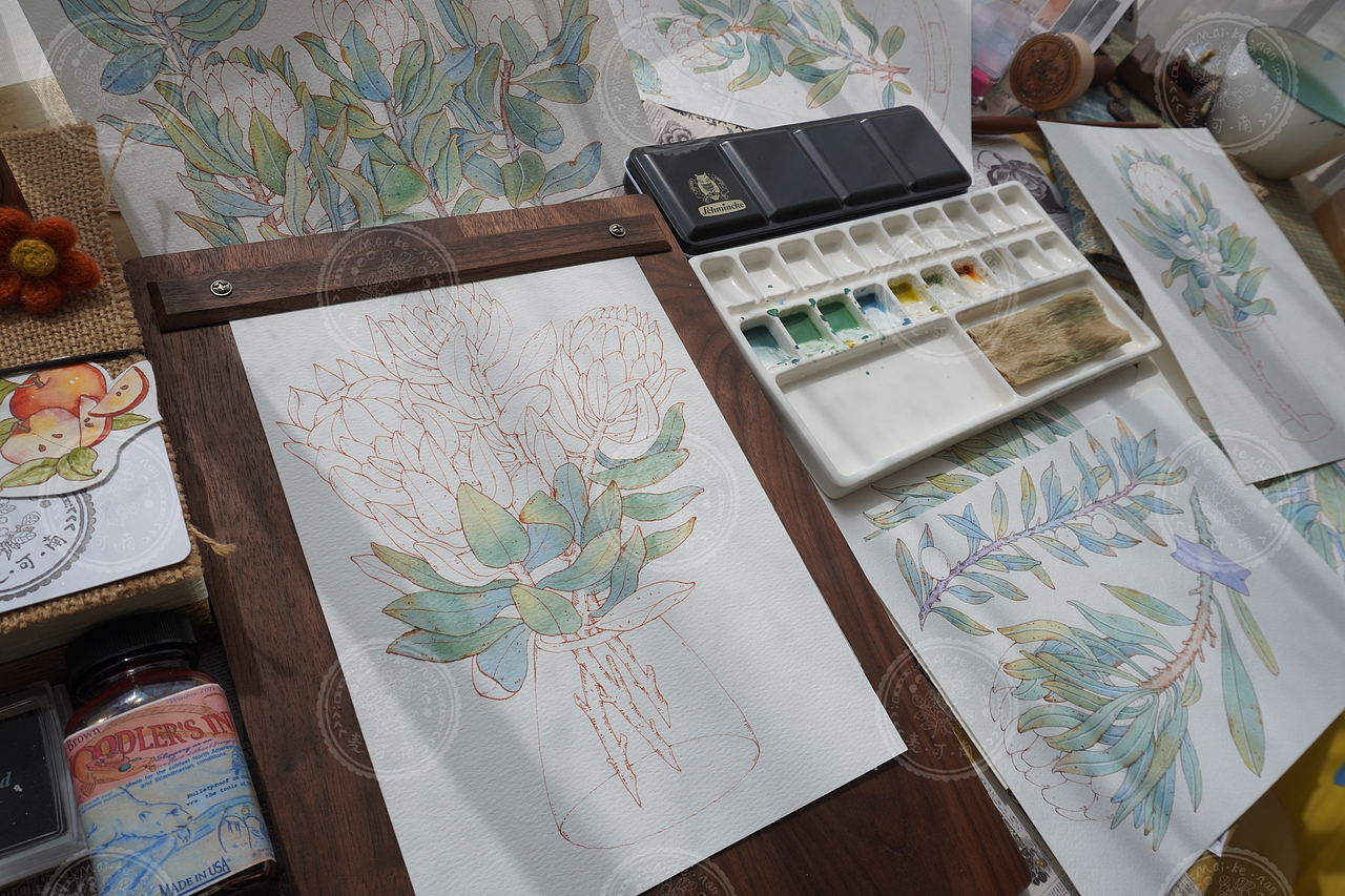 钢笔淡彩——南非帝王花商稿!