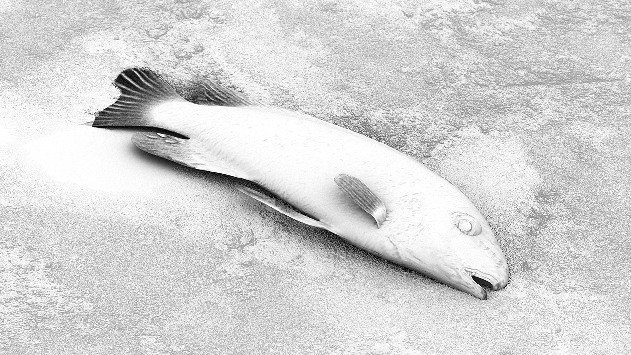 死魚（圖ZMTU4MTQzMTc2） - 人物/生物 - 站酷設(shè)計(jì)師VFXMOU原創(chuàng)素材 - 站酷ZCOOL