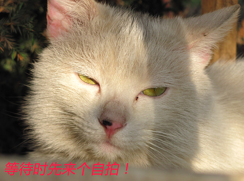 我结交了一群新朋友（图ZMjc2MjE1NzI=） - 文案/策划 - 站酷设计师画师x如也原创素材 - 站酷ZCOOL