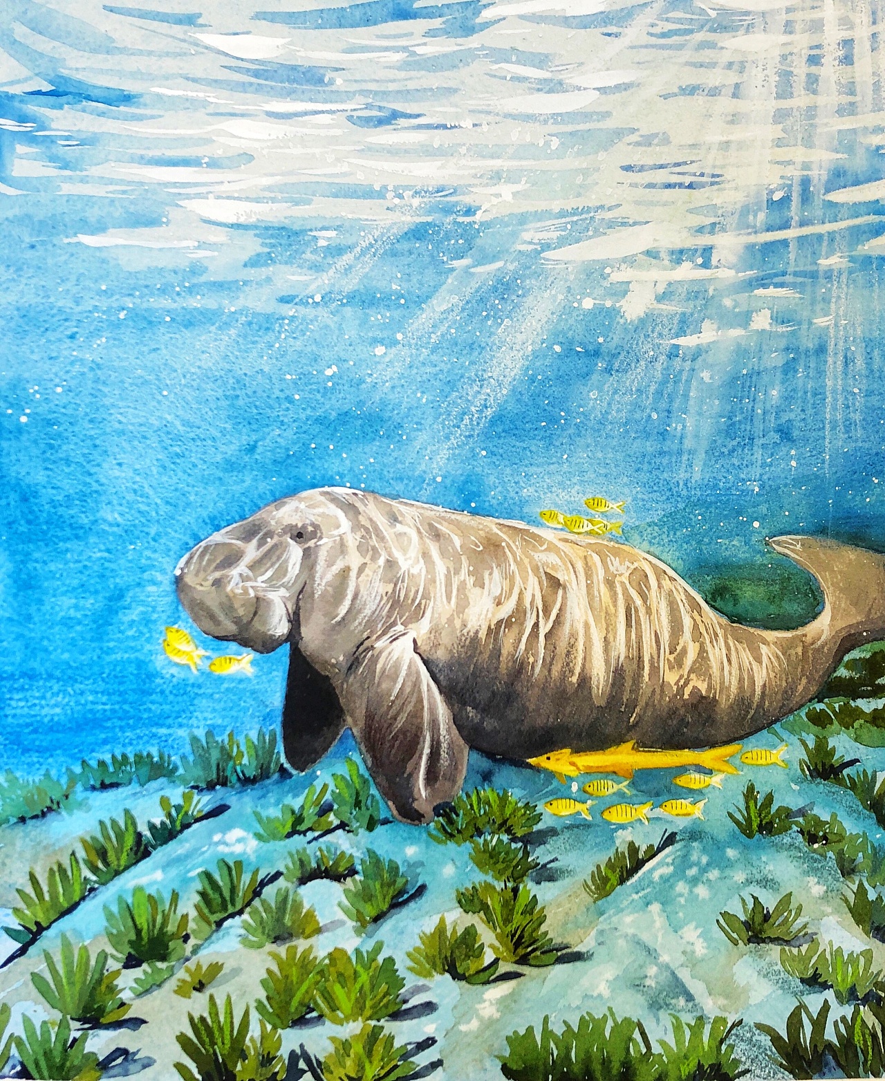 绘本儒艮找海牛