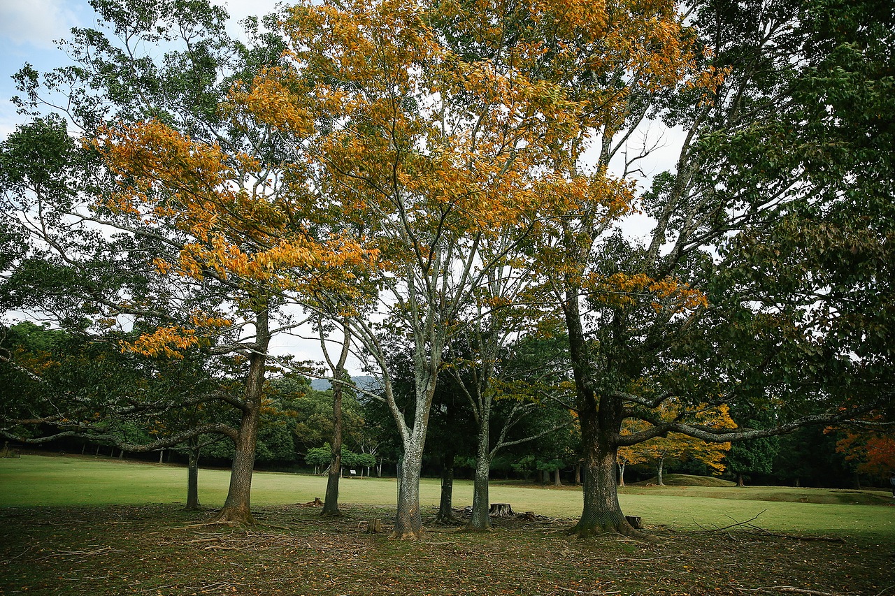 关于京都 奈良 镰仓的记忆
