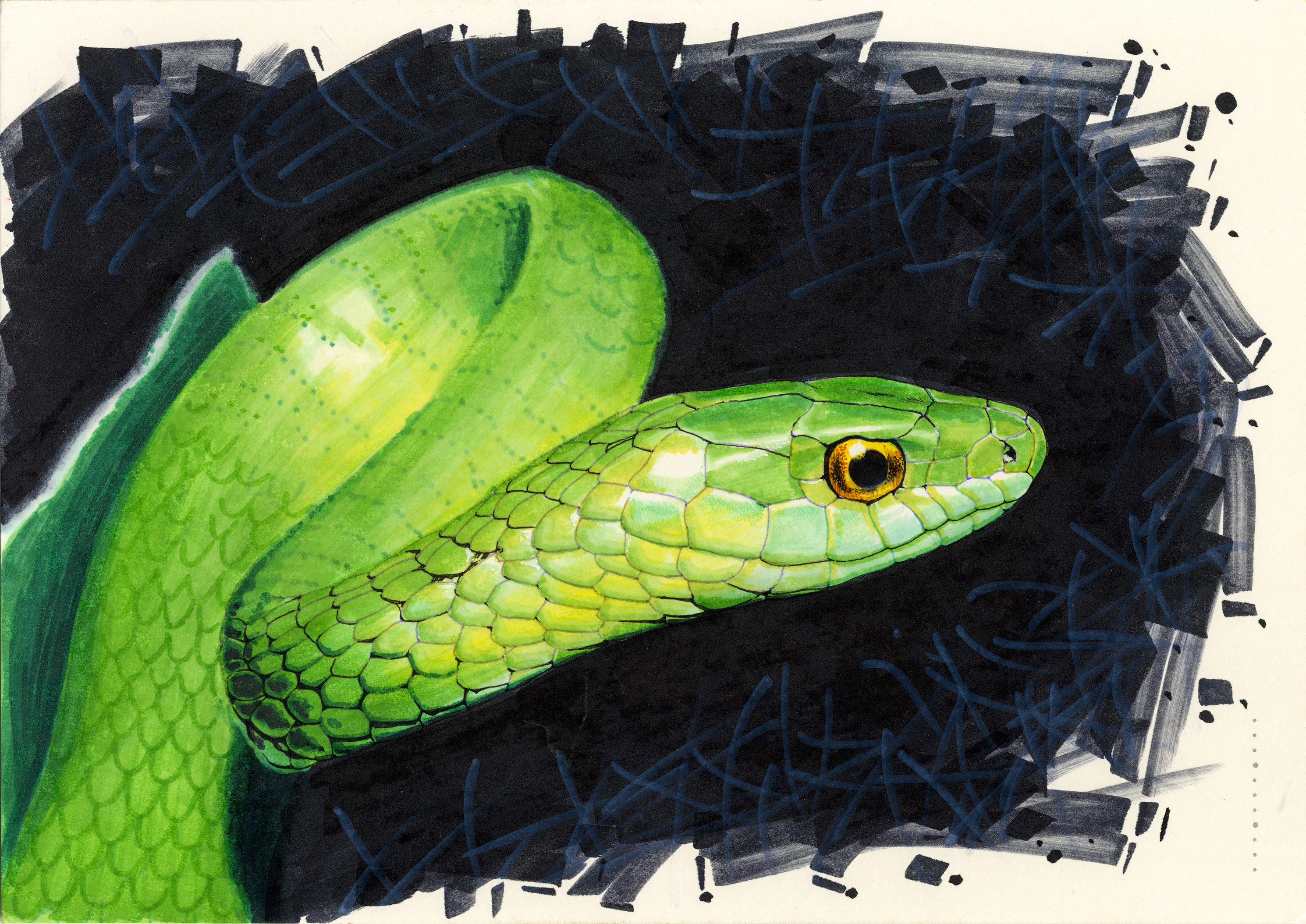 《生肖的凝望》马克笔纸本手绘