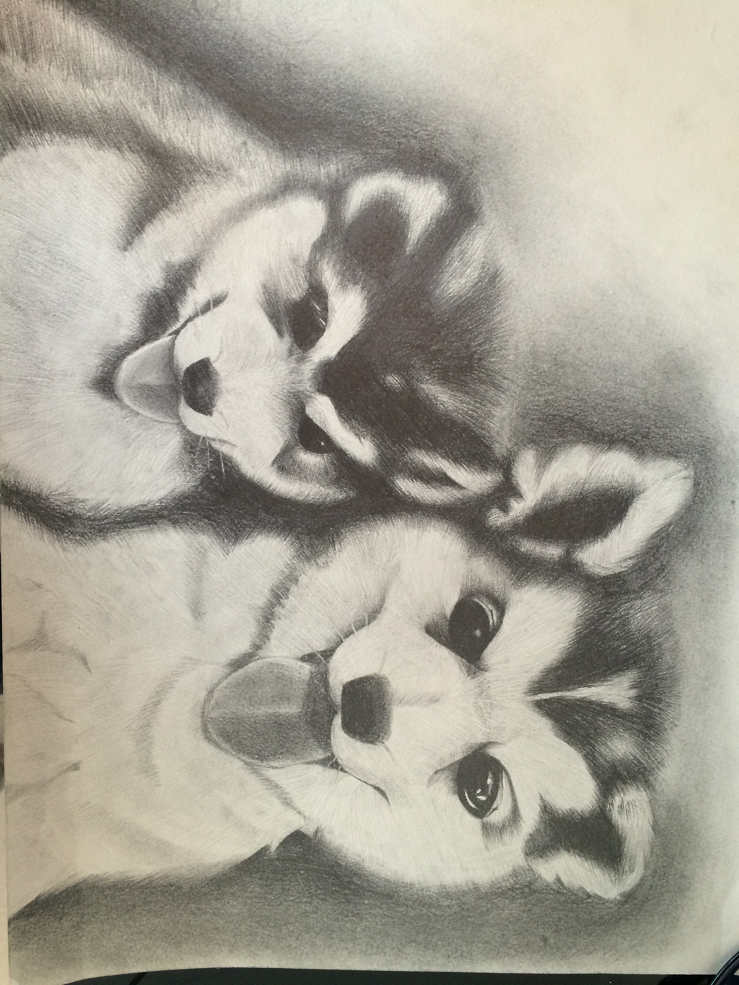 哈士奇|纯艺术|素描|小毛学画 - 原创作品 - 站酷 (zcool)