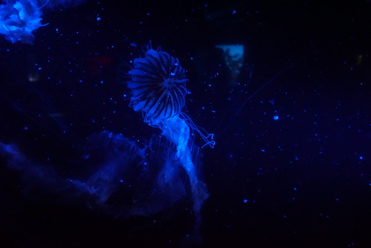 水母的星辰（图ZODM4NDg3NDQ=） - 风光摄影 - 站酷设计师什苡原创素材 - 站酷ZCOOL