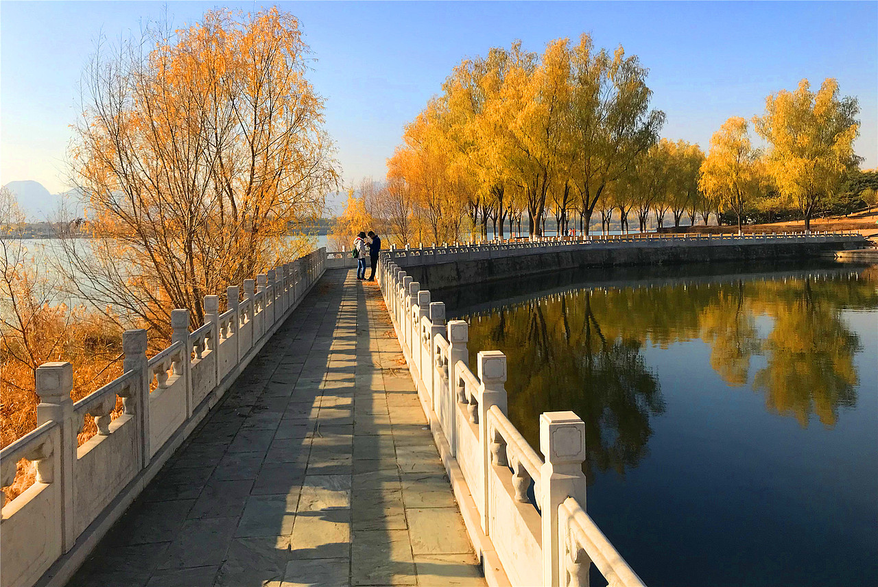 刘勇良手机纪实摄影:金色的垂杨柳