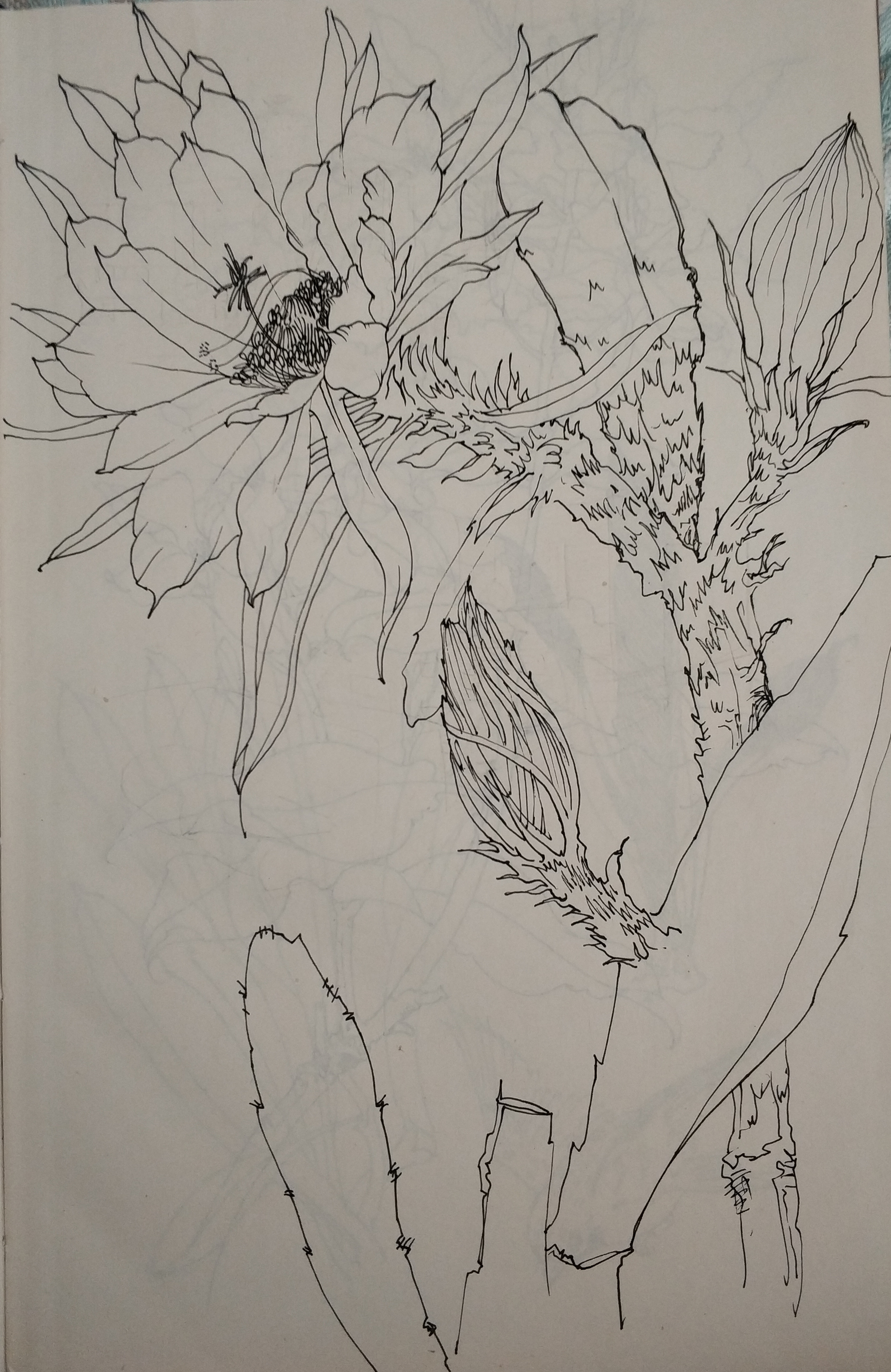 花鸟(写生)手绘小稿