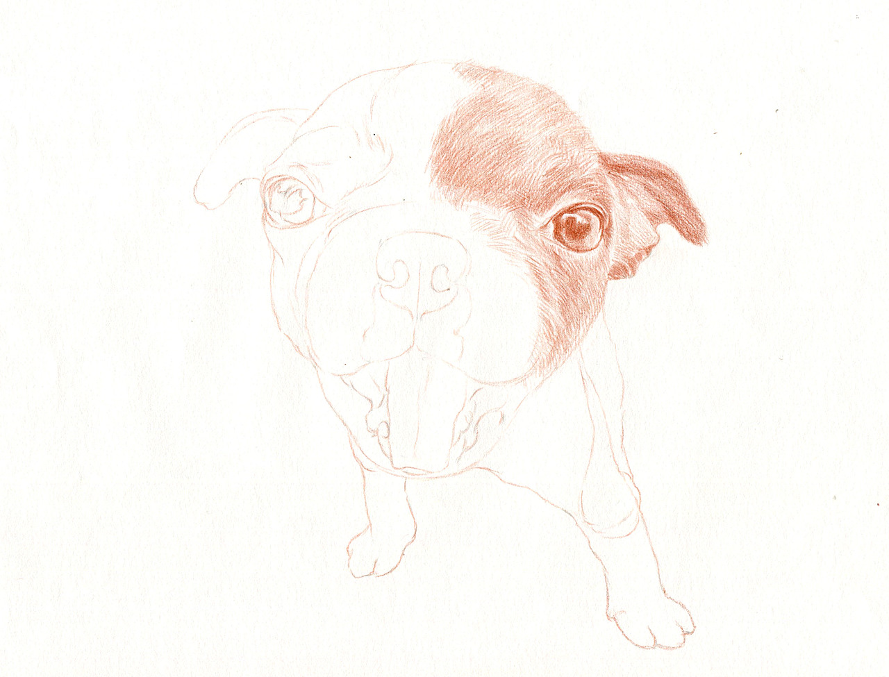 彩铅狗狗——波士顿梗犬（图ZMzU5NDk1NjA=） - 绘画 - 站酷设计师箐莜菲菲原创素材 - 站酷ZCOOL
