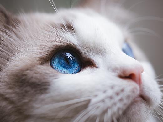 猫的私房 第四季