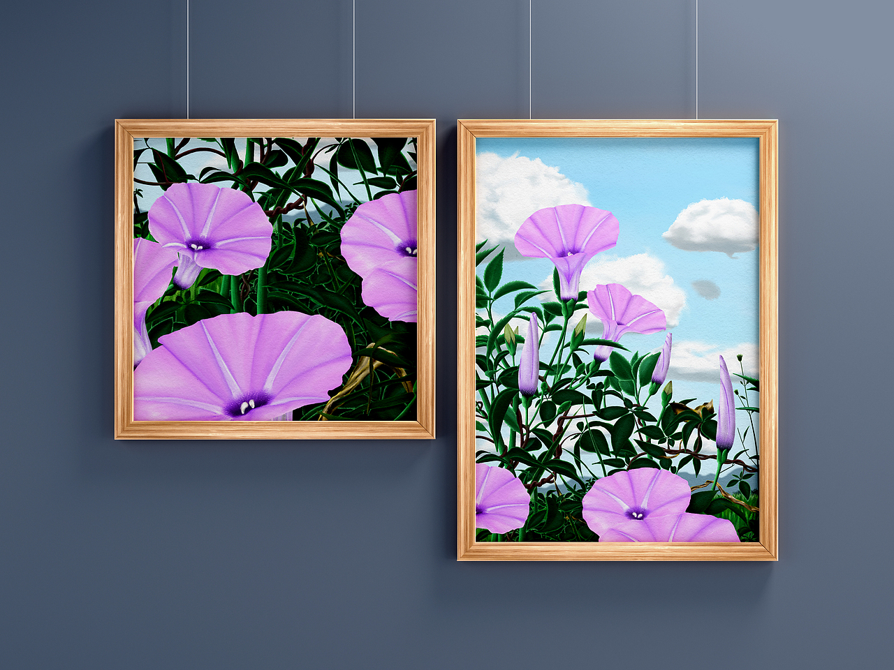 岁月静好——粉色牵牛花