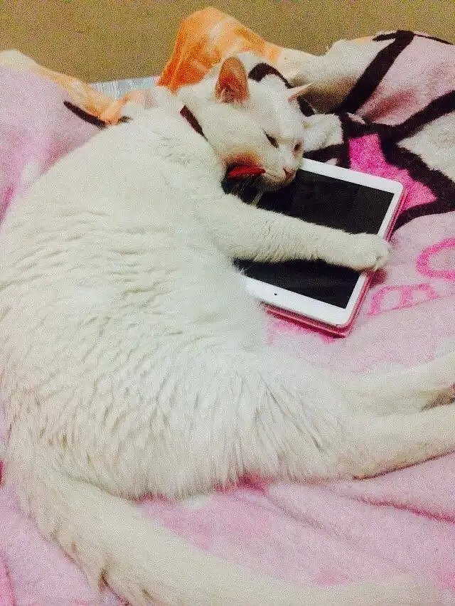 差多又开始睡觉,一直到半夜