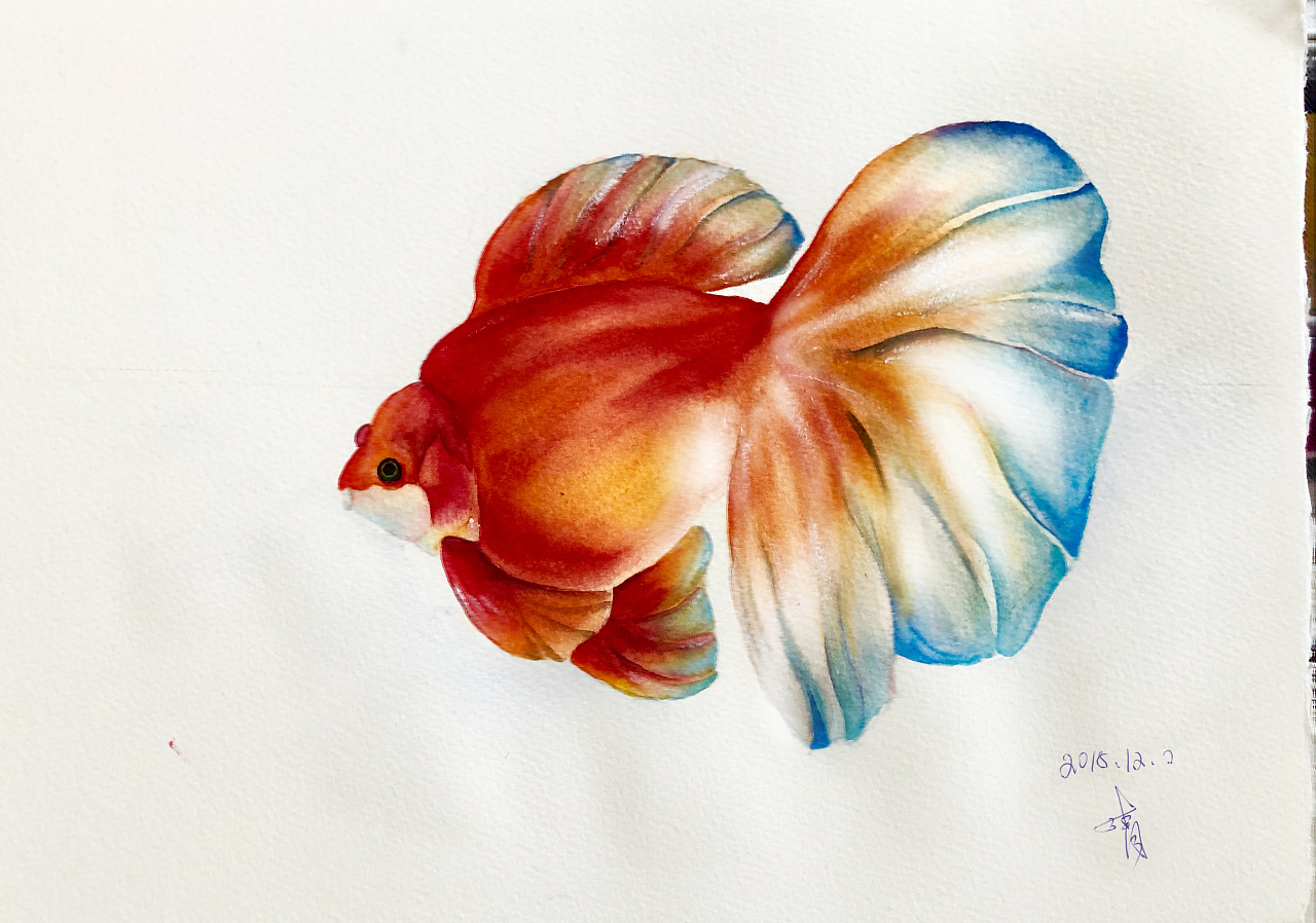 水彩金鱼画法简单图片