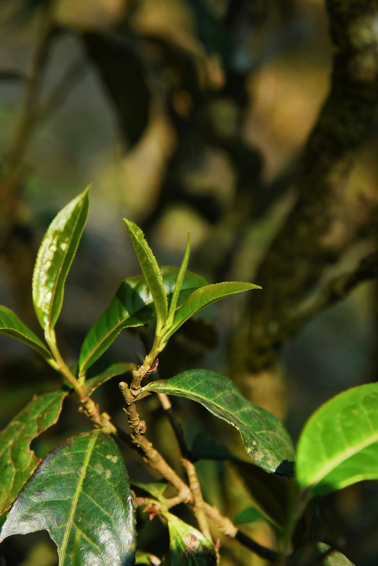 春日里的茶树发芽啦~（图ZMjkyOTg3Njg0） - 风光摄影 - 站酷设计师阿雪啦原创素材 - 站酷ZCOOL