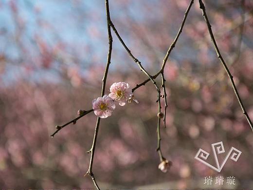 疏梅清影（個人主頁-ZMjU1MzQ0MzI=） - 風(fēng)光攝影 - 站酷設(shè)計師璿璿璇原創(chuàng)素材 - 站酷ZCOOL