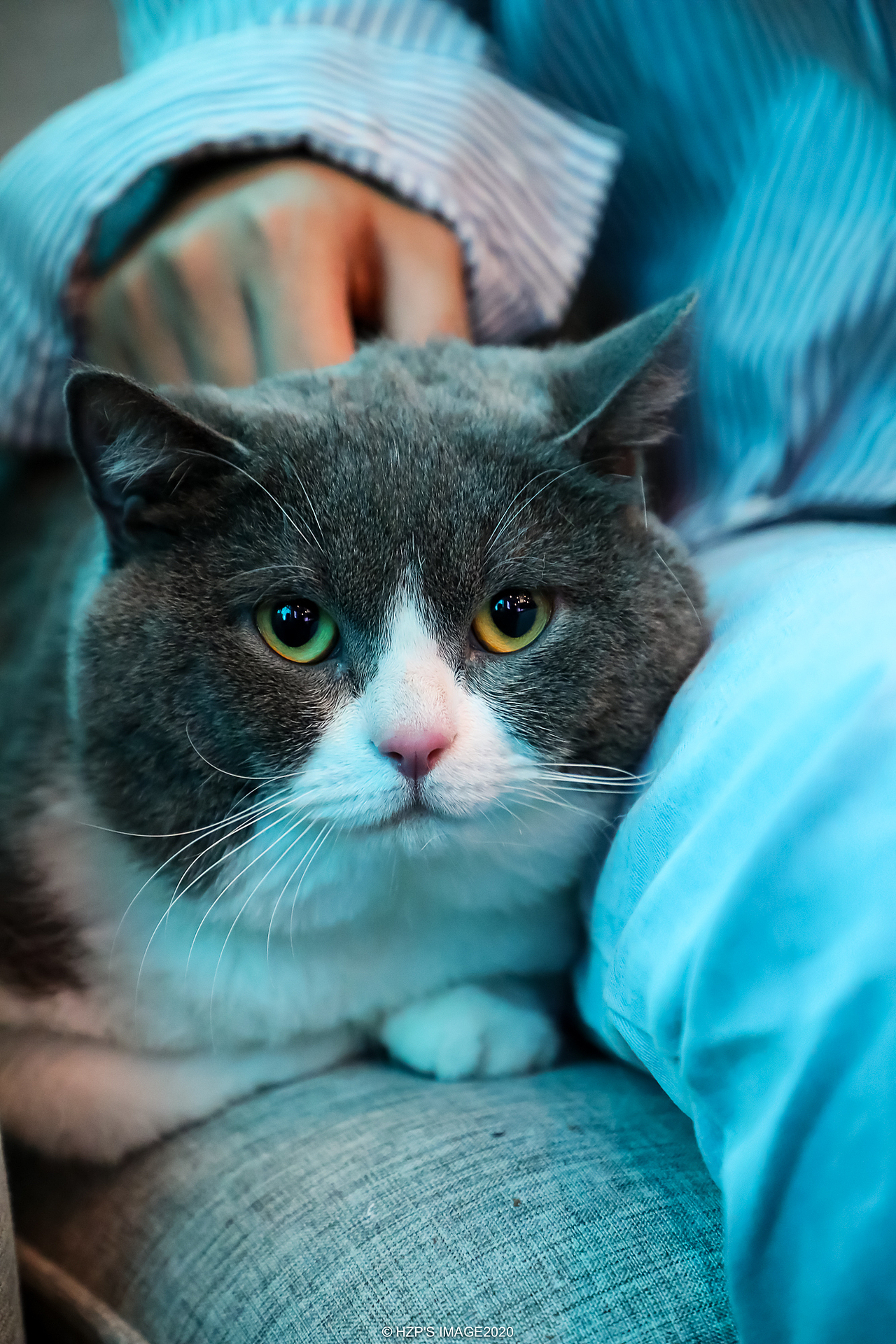 吸猫撸猫（图ZMjEwNjM5NjU2） - 宠物摄影 - 站酷设计师下乡种田帅小伙原创素材 - 站酷ZCOOL