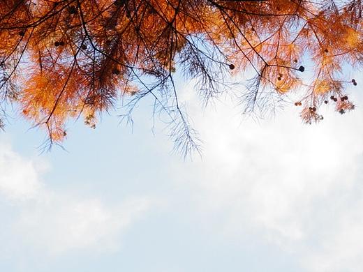 天空和红叶