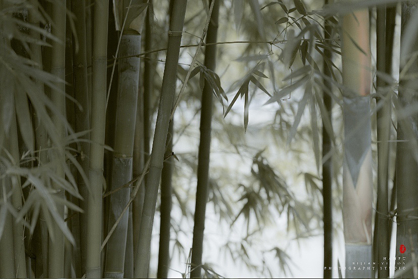 汉服之竹林小径（图ZMjMwNjQ3NzA0） - 人像摄影 - 站酷设计师比间绘影原创素材 - 站酷ZCOOL