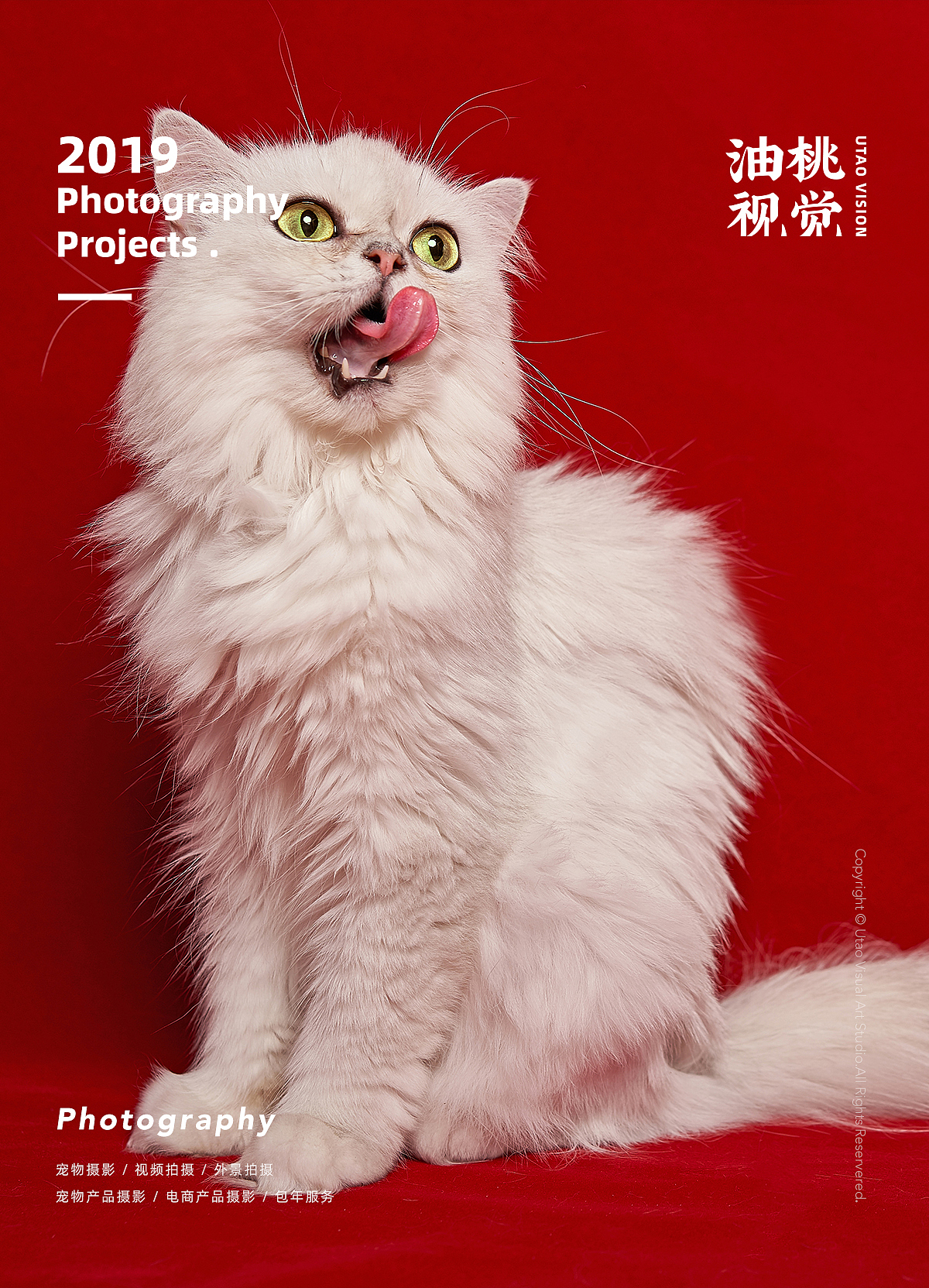 上海宠物摄影赛级宠物猫金吉拉油桃视觉