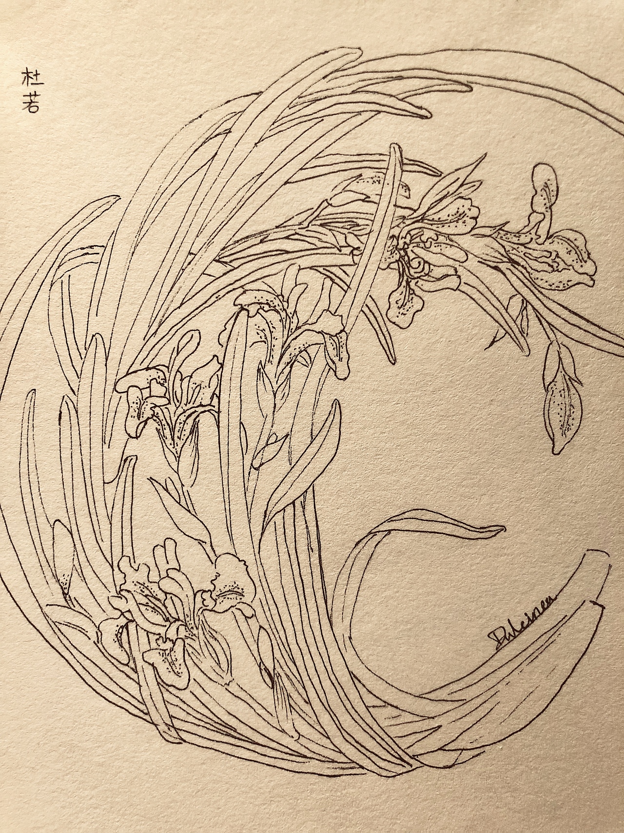 碳素笔 杜若|纯艺术|绘画|dulcineam_原创作品-站酷zcool