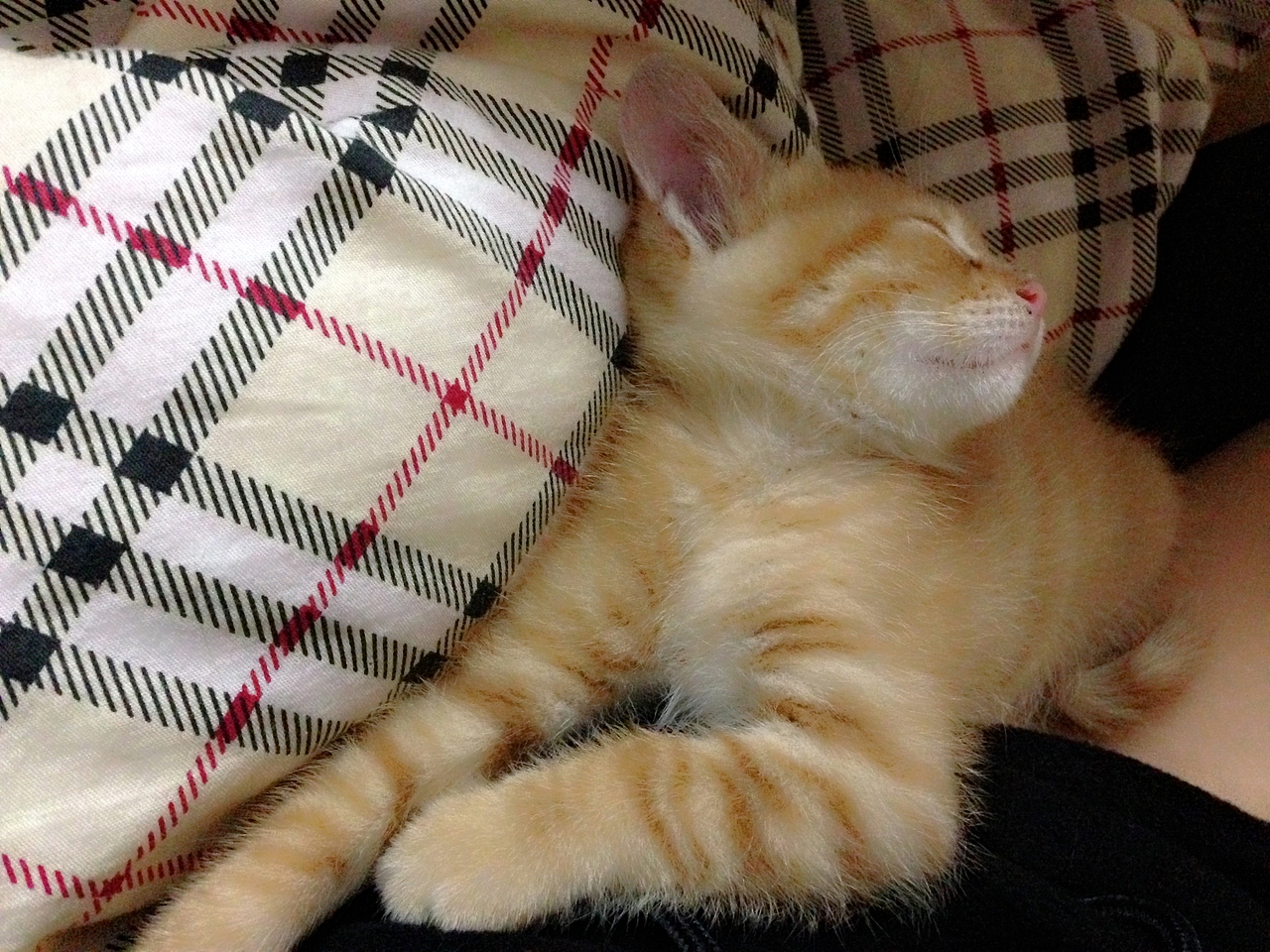 晒猫这种事必须参一脚（2）（图ZMjU1NDcxMTI=） - 宠物摄影 - 站酷设计师Lieles莘原创素材 - 站酷ZCOOL