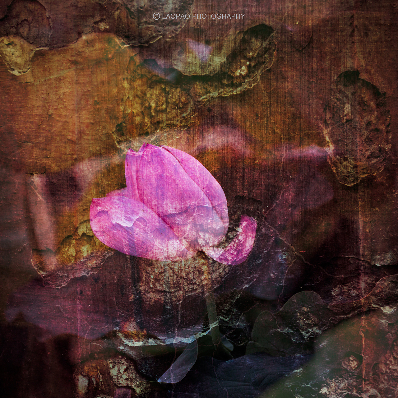 荷花，2019（图ZMTYyMzk3ODI4） - 风光摄影 - 站酷设计师老炮叔叔原创素材 - 站酷ZCOOL