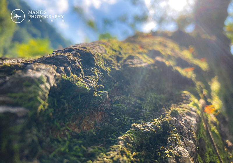 MANTIS 随拍2021（图ZMjgxNjA5NzY0） - 风光摄影 - 站酷设计师aaa62621185原创素材 - 站酷ZCOOL