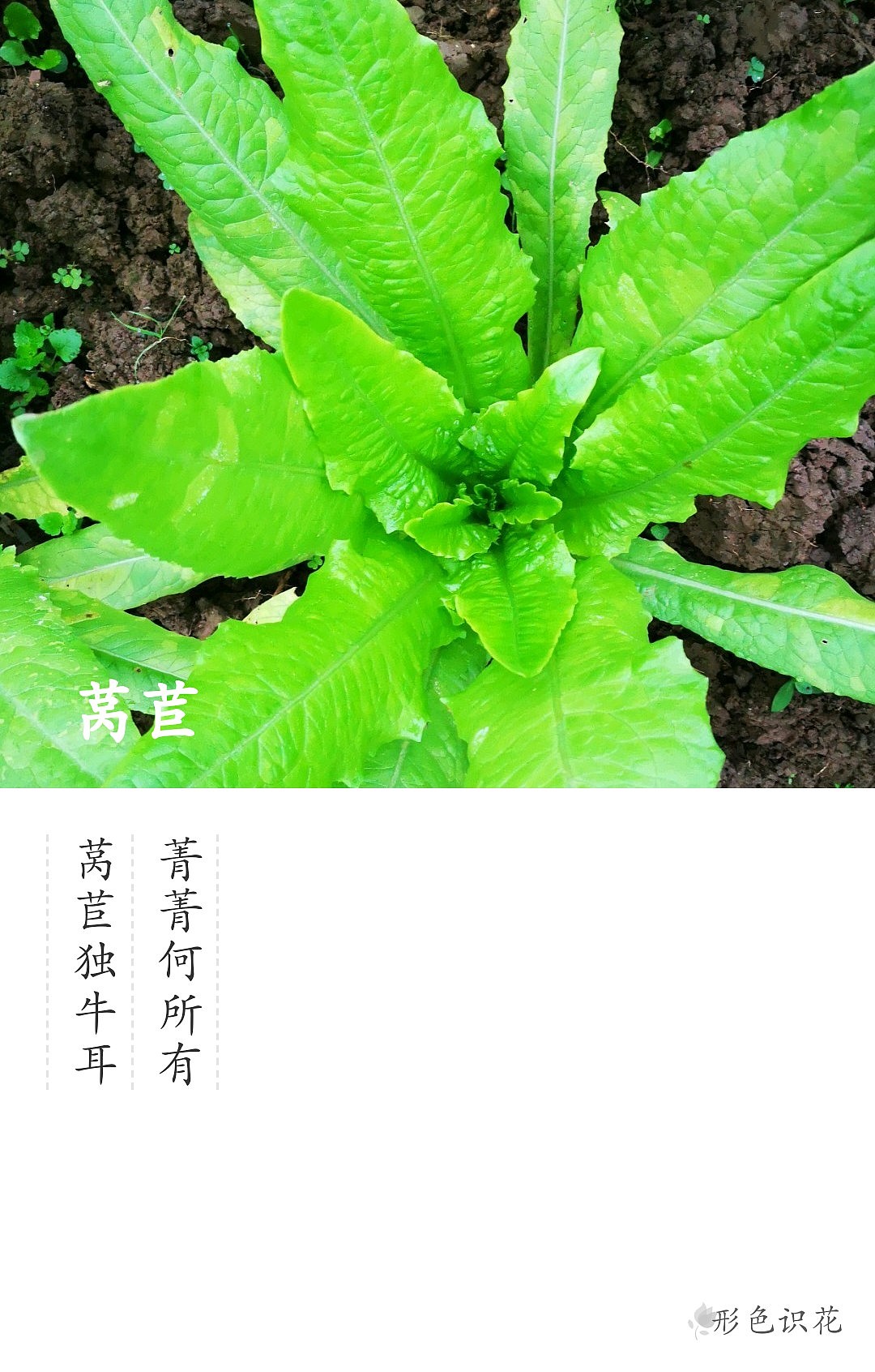 绿植花型一览