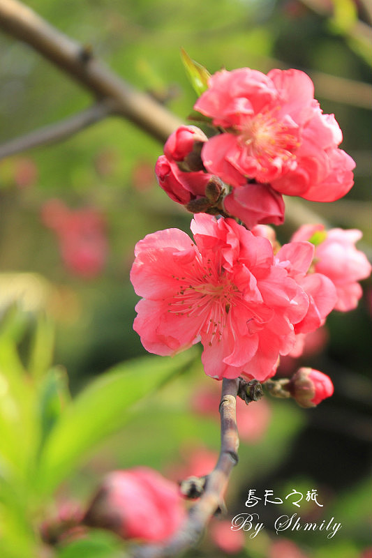 厦门三月桃花开