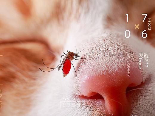 美食拍摄  #豆奶/牛肉酱/蛋酥/热干面/汤面/杂粮/粽子