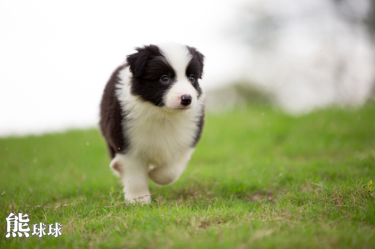 超可爱卖萌的边牧幼犬们！简直萌出血！（图ZMzgzNjM2MTY=） - 宠物摄影 - 站酷设计师熊球球原创素材 - 站酷ZCOOL