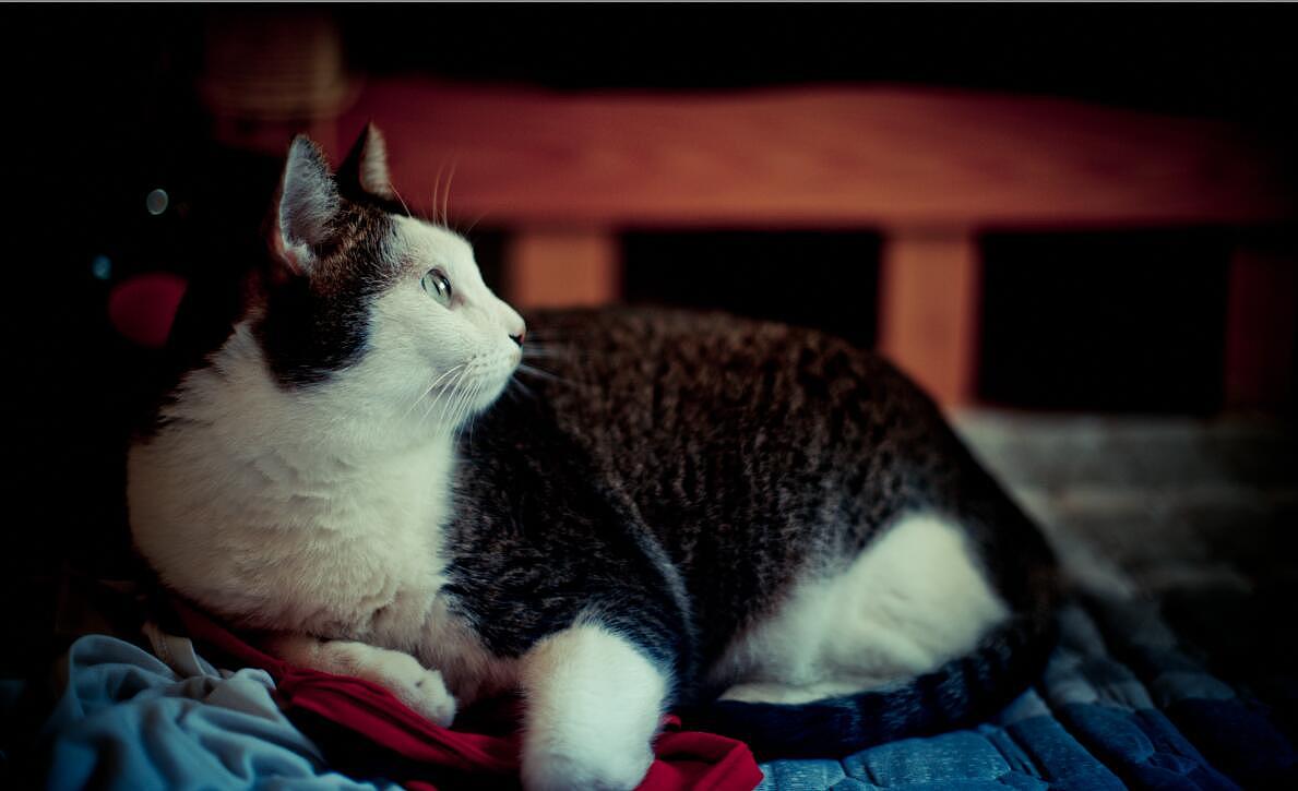 这两个小家伙在我家打打闹闹的日常