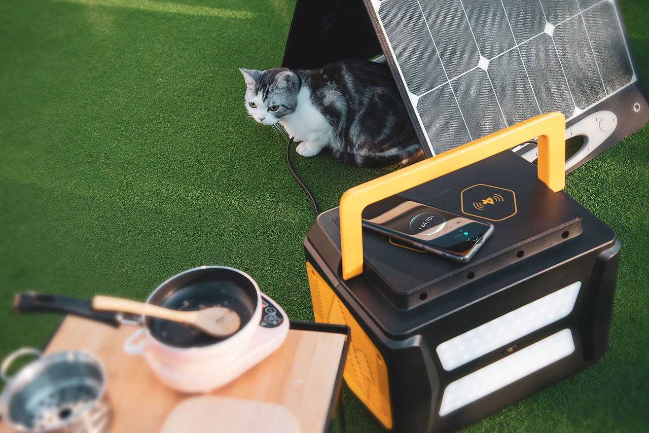 拍一拍自家的猫