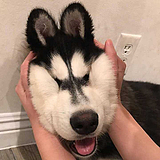 杨易腾的头像