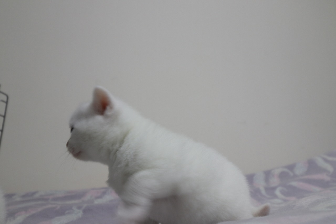 猫 161-英短-纯白-母-五粉-头无灰色毛-23-405g（图ZMjA4NjA3ODIw） - 宠物摄影 - 站酷设计师沐米猫舍原创素材 - 站酷ZCOOL