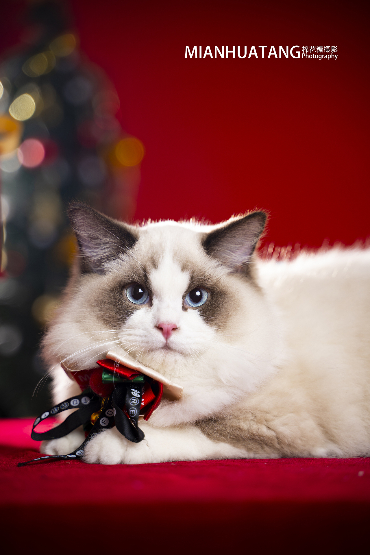 迟到的猫咪圣诞照（图ZMjg0OTcwMDQ4） - 宠物摄影 - 站酷设计师棉花糖宠物摄影原创素材 - 站酷ZCOOL