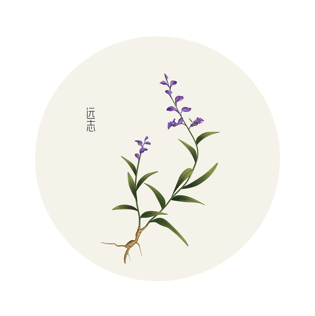 药材手绘（图ZMjYxMjEwNTQ4） - 商业插画 - 站酷设计师花面猫的设计原创素材 - 站酷ZCOOL